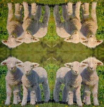 011 Sheep - 3-ply (11)